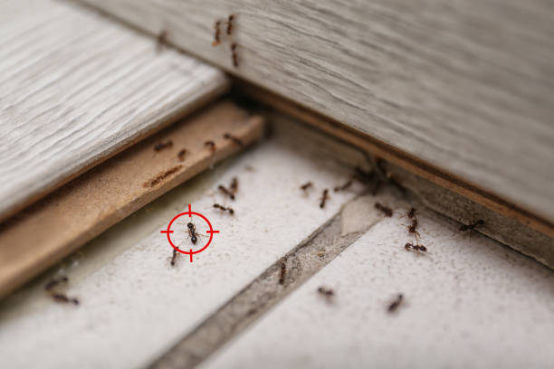 Best Flea Control Services  in Belle Chasse, LA