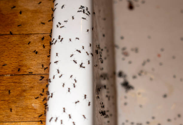 Insect Control in Belle Chasse, LA