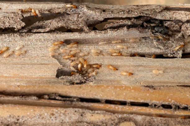 Best Pest Control Near Me in Belle Chasse, LA