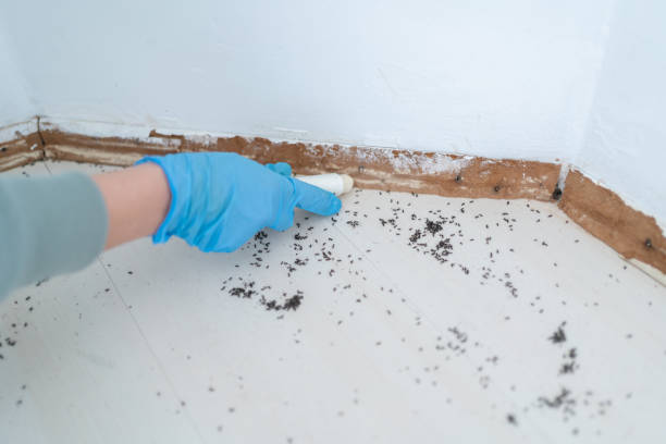 Best Pest Control Near Me  in Belle Chasse, LA