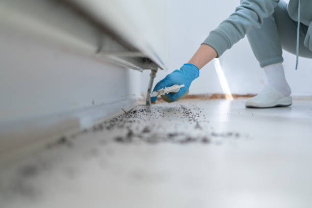 Best Affordable Pest Control Services  in Belle Chasse, LA