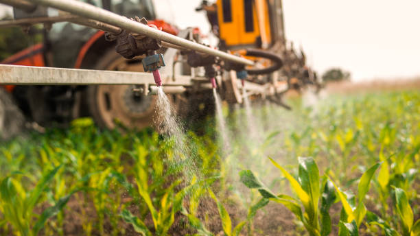 Best Best Pest Control Companies  in Belle Chasse, LA